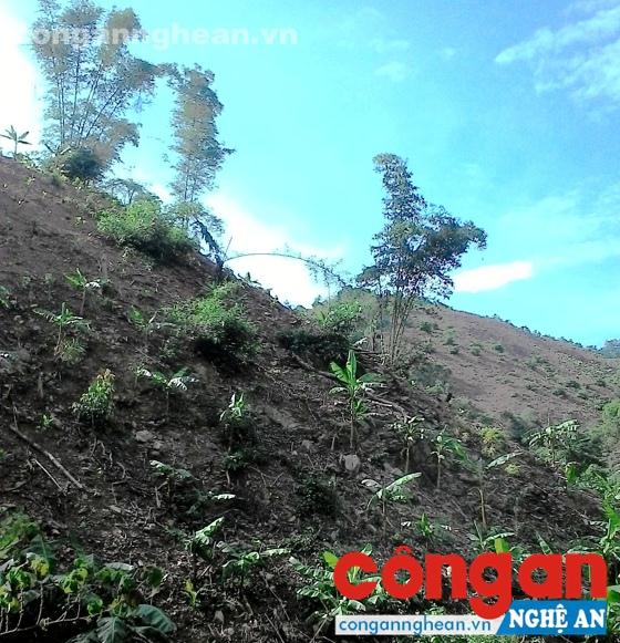 Rừng phòng hộ chưa phê duyệt đã phát thực bì