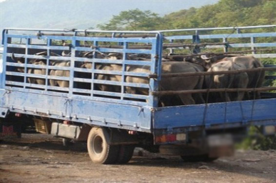 Vận chuyển gia súc không có giấy chứng nhận kiểm dịch