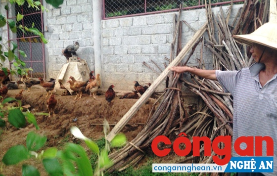 Số lượng gà không đủ như phê duyệt và tỉ lệ sống sót, hiệu quả thấp