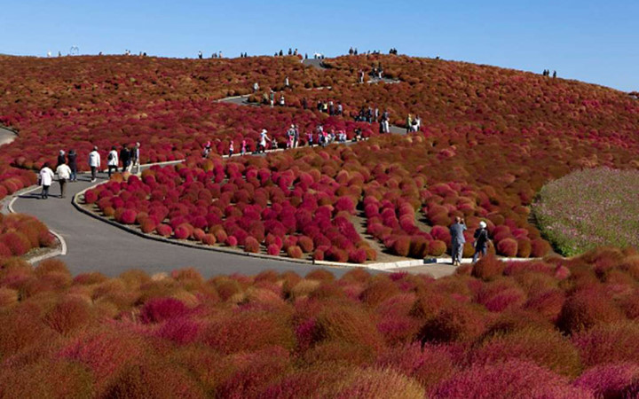 Công viên Hitachi Seaside Park ở Nhật Bản