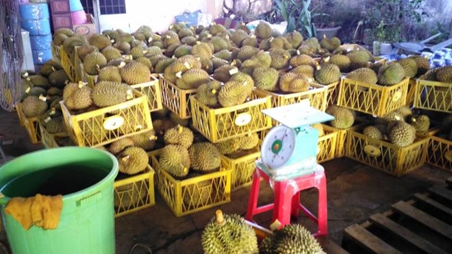 Khiếp đảm với công nghệ ủ sầu riêng bằng...phân