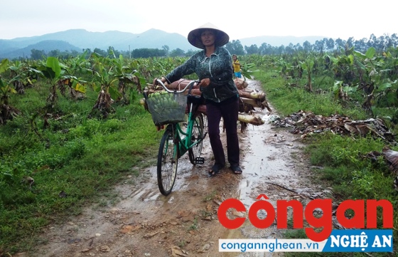 Vườn chuối bị bỏ hoang, người dân trong vùng chặt chuối làm thức ăn cho gia súc