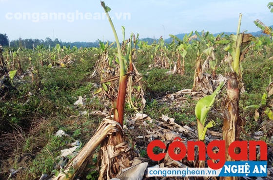 Dự án trồng chuối xuất khẩu 'chết yểu'