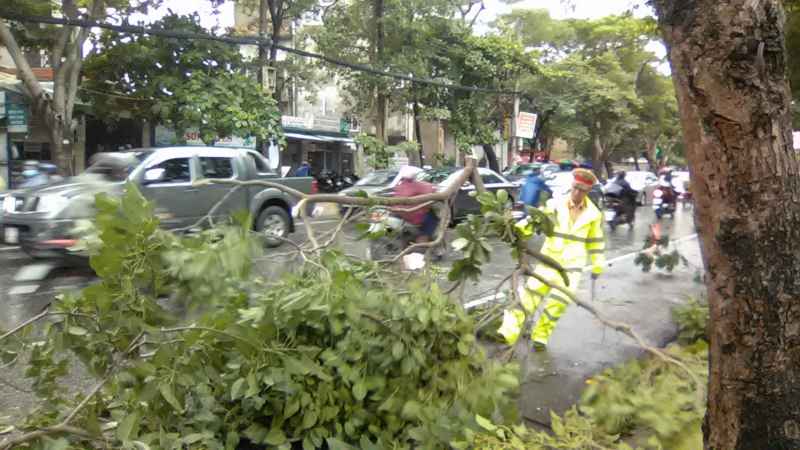 Những cành nặng, một mình anh kéo khá vất vả