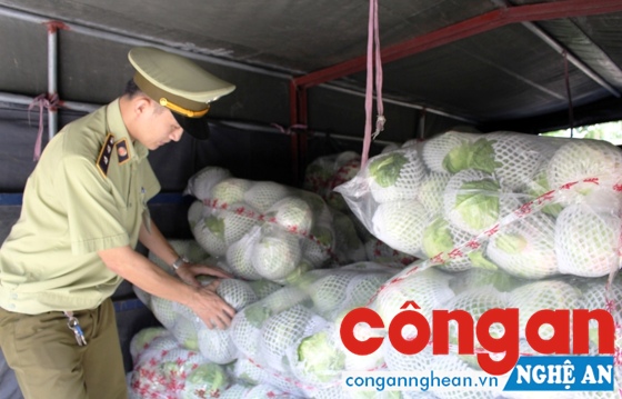 Thu giữ và tiêu huỷ 2,5 tấn bắp cải Trung Quốc