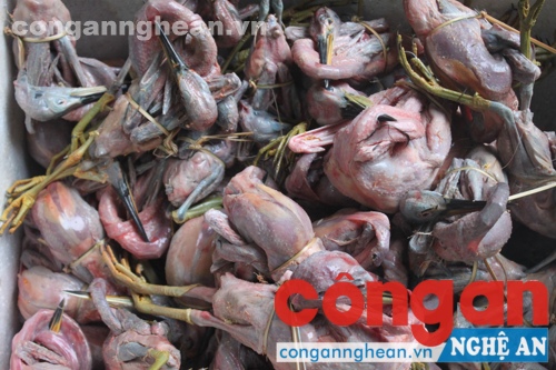 Số thịt chim bị thu giữ