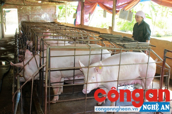 Phát triển ngành chăn nuôi theo hướng bền vững