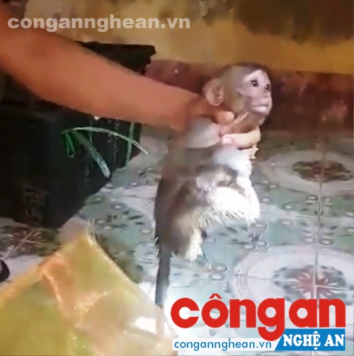  Cá thể khỉ vận chuyển trái phép trên xe ôtô khách