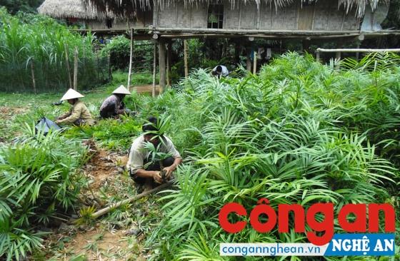 Dân điêu đứng vì dự án phá sản