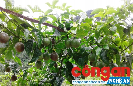 Mô hình mới cho hiệu quả cao