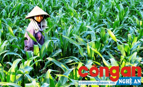 Cần đẩy mạnh đào tạo nghề nông nghiệp cho lao động trẻ để giảm gánh nặng sản xuất nông nghiệp cho người già