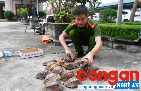 CA Nghi Lộc bắt vụ vận chuyển trái phép động vật hoang dã