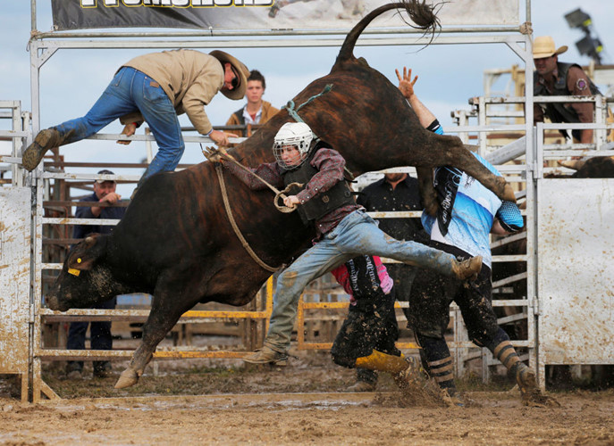 Một kỵ sĩ bị chú bò hất tung trong cuộc thi Deni Ute Muster ở Deniliquin, bang New South Wales, Australia. Ảnh: Reuters