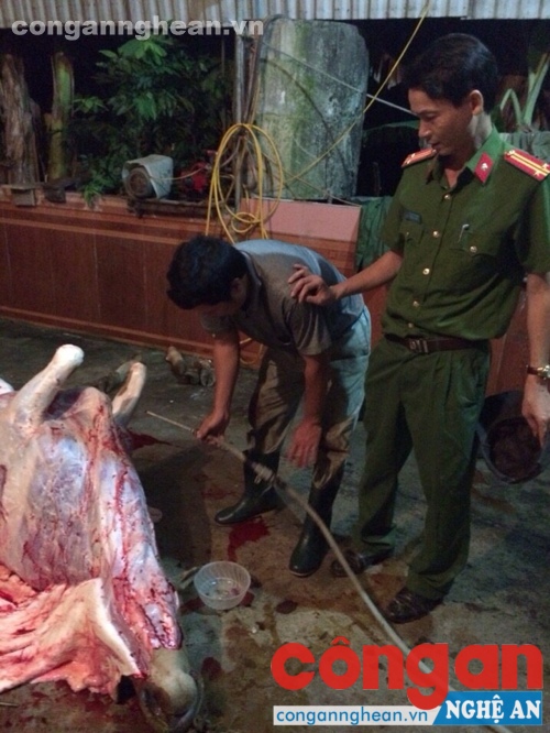 Dùng kim tự chế bơm nước vào bò để tăng trọng lượng