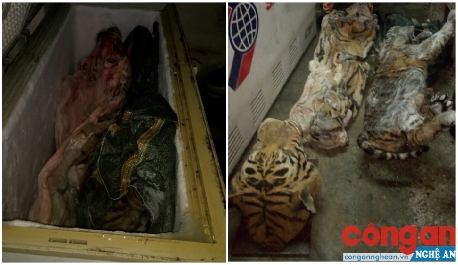 Số thịt hổ được Đức cất giấu trong tủ lạnh