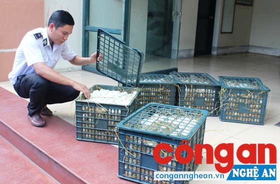 Vận chuyển 6.000 con gia cầm không có giấy tờ hợp lệ