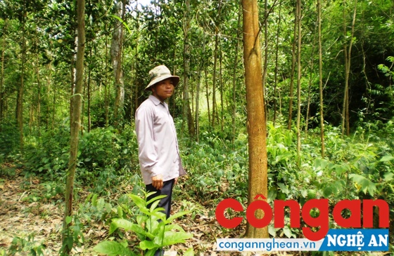 Đẩy nhanh tiến độ bàn giao đất lâm nghiệp cho người dân