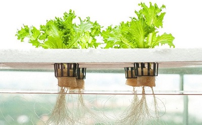 Phương pháp trồng cây thủy canh bằng nước thải
