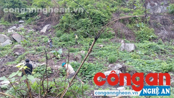 Xử phạt nữ cán bộ huyện phá rừng trái phép