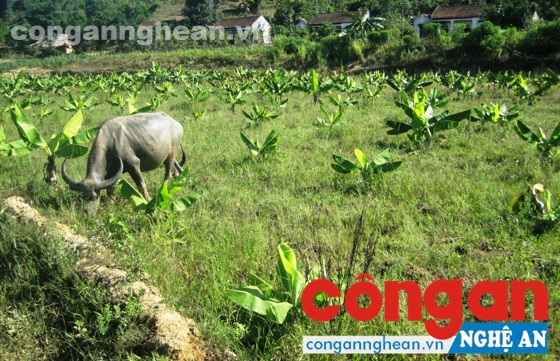 Mô hình điểm lụi tàn