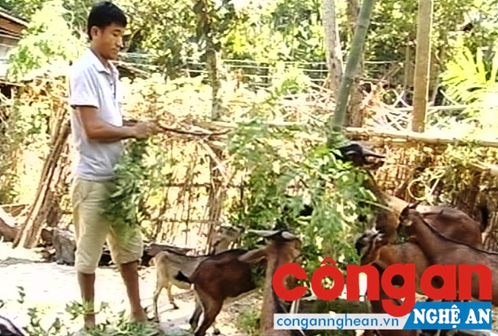 Người đảng viên trẻ với trang trại thu nhập 300 triệu đồng mỗi năm