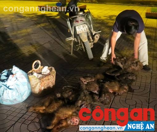 Bắt vụ vận chuyển 58 kg cá thể khỉ