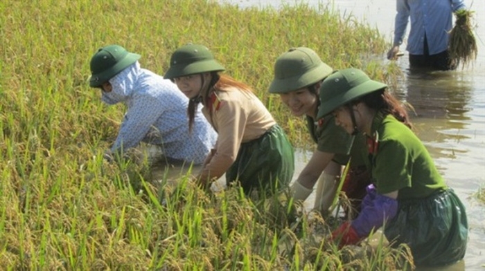 Các nữ công an xuống ruộng gặt lúa giúp dân.