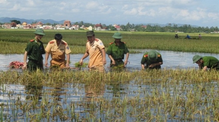 Giúp dân thu hoạch lúa chạy lụt