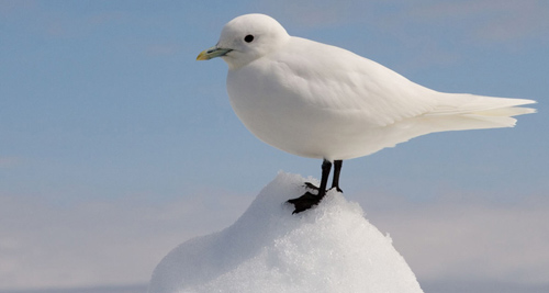 Ảnh: Wikimedia Common