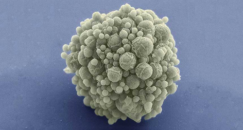 Ảnh: National Center For Imaging And Microscopy Research