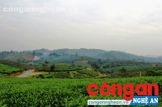 Những năm gần đây, cây chè mang lại hiệu quả kinh tế và còn là điểm du lịch hấp dẫn ở Thanh An