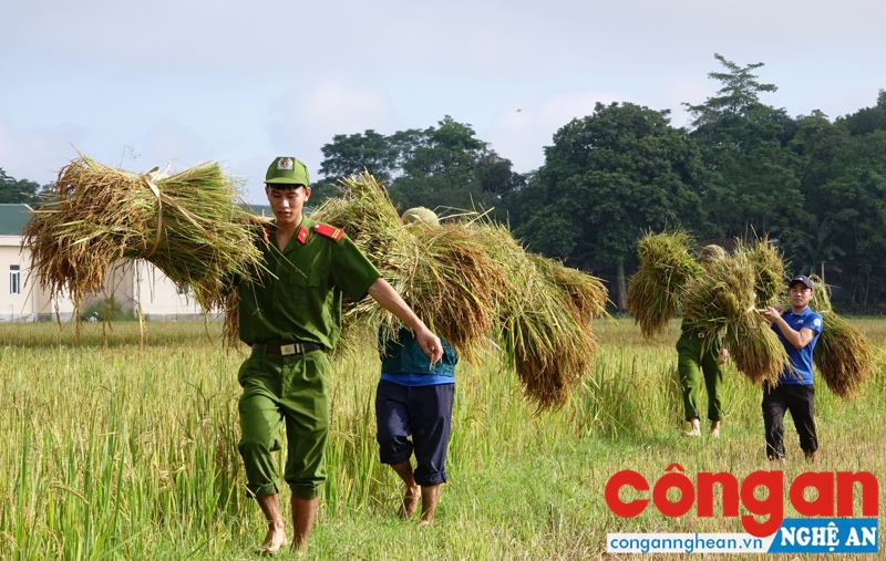 Công an huyện Hương Sơn giúp nhân dân xã Sơn Hàm thu hoạch lúa