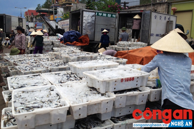Ngư dân nhộn nhịp vươn khơi, bám biển