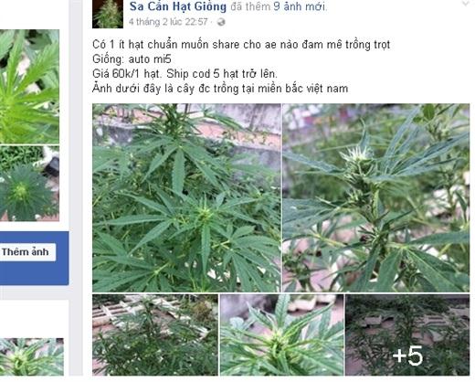 Cần sa, cỏ Mỹ phục vụ 'dân chơi' công khai trên facebook