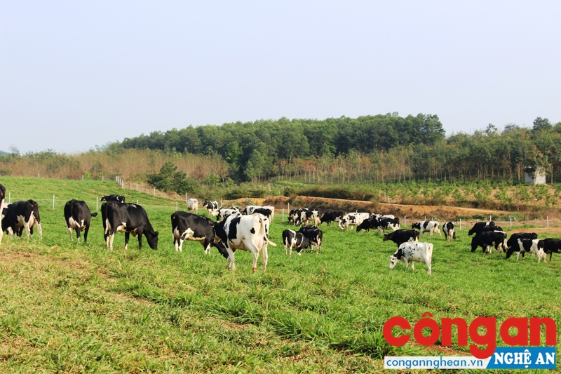Đàn bò sữa hữu cơ của TH tại Nghĩa Đàn
