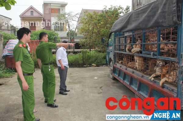 Vận chuyển động vật không có giấy tờ kiểm dịch