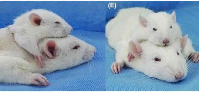 Sốc: Ghép đầu cho chuột thành công