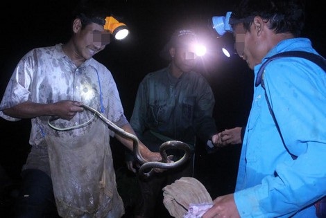 Nửa đêm tận diệt thú rừng