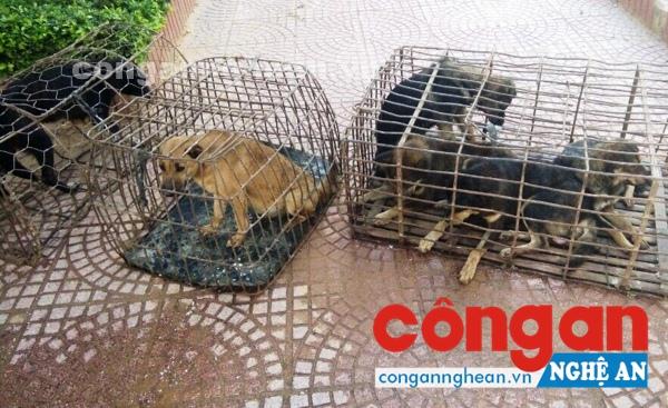 Tang vật vụ án