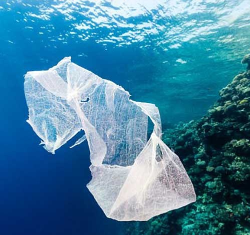 Vi khuẩn tiến hóa có thể 'ăn' nhựa làm ô nhiễm đại dương
