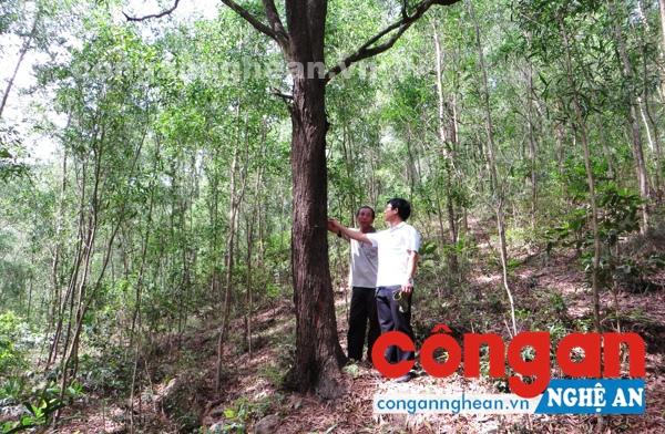 Nước mắt người giữ rừng!