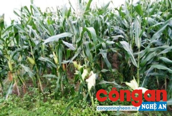 Mô hình giống ngô ngọt tại Nghệ An: Chất lượng giống đã đảm bảo?
