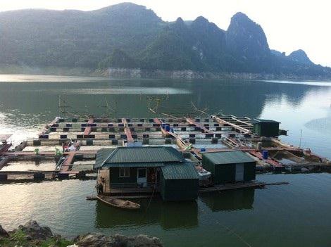 Do nhu cầu của người tiêu dùng, các loại cá lớn ở sông Đà bây giờ đều được nuôi trong bè nổi.