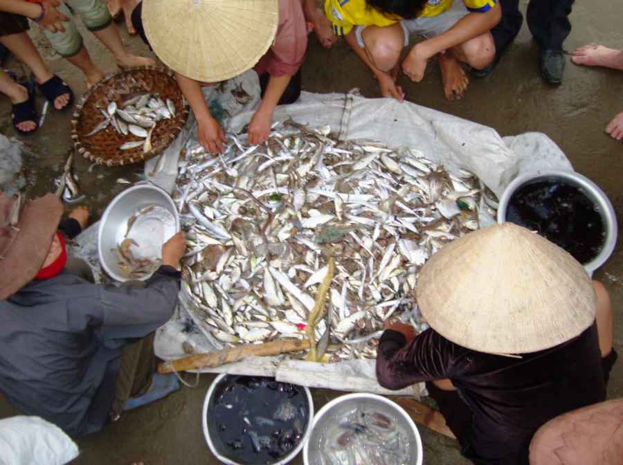 và thu hoạch những hải sản an toàn, tươi ngon. Ảnh: Bình Nguyên