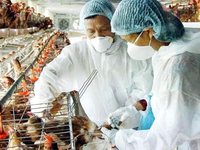 Trên 70% dịch bệnh trên người có nguồn gốc từ động vật