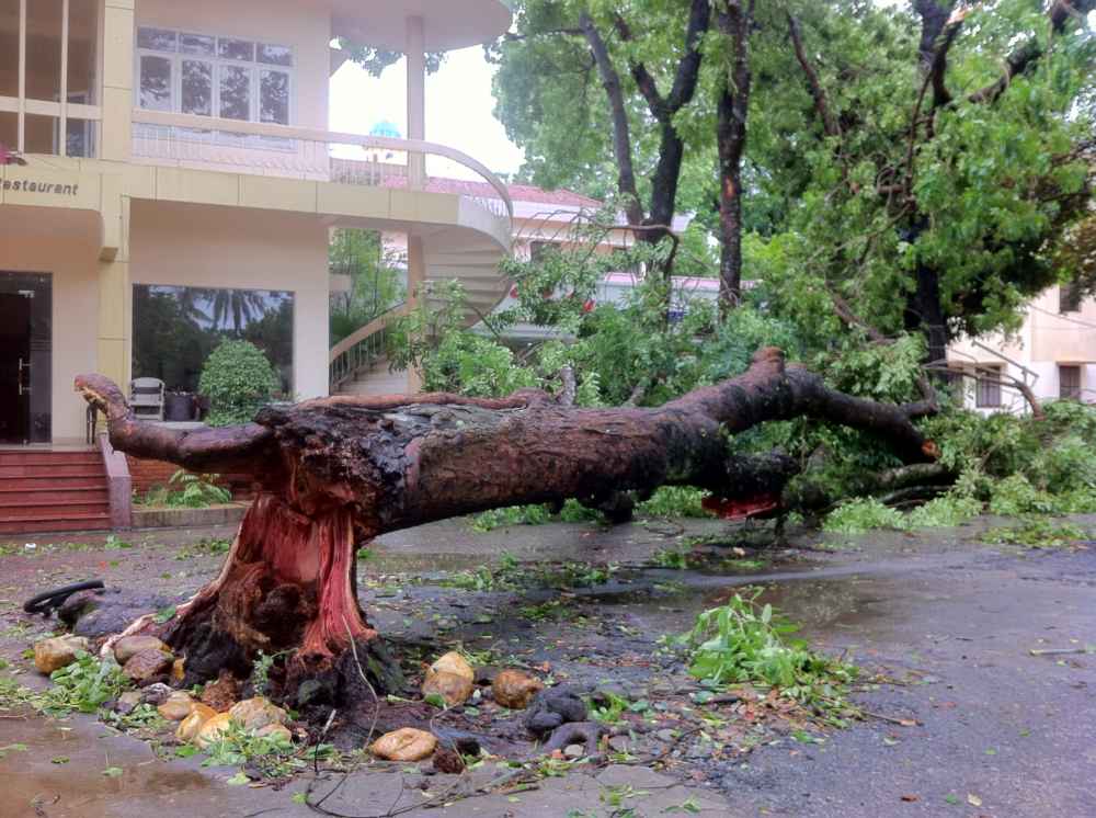 Tại khách sạn Giao tế, thành phố Vinh, cây xà cừ lớn bị gãy ngang