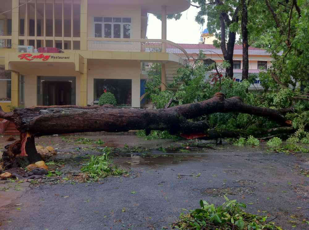 Nguyên nhân là do cây lâu năm, bị sâu đục rỗng ruột nên không thể chịu được gió bão cấp 9