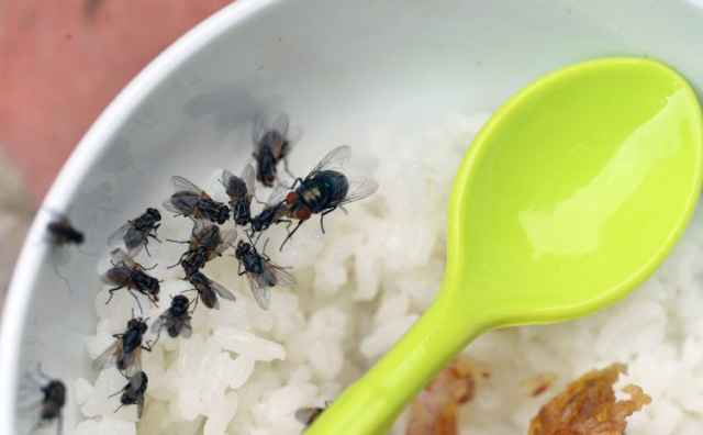 Ruồi nguy hiểm hơn bạn tưởng