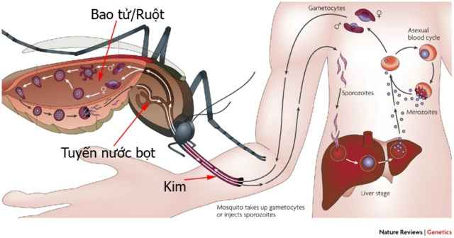 10 điều phải biết để phòng chống sốt xuất huyết