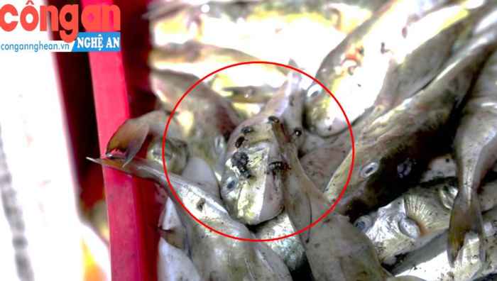 Xe tải chở 13 tấn cá nóc hôi thối đi tiêu thụ